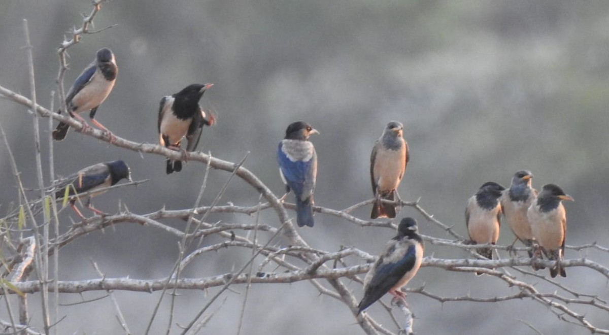 Rosenstar - ML614138327