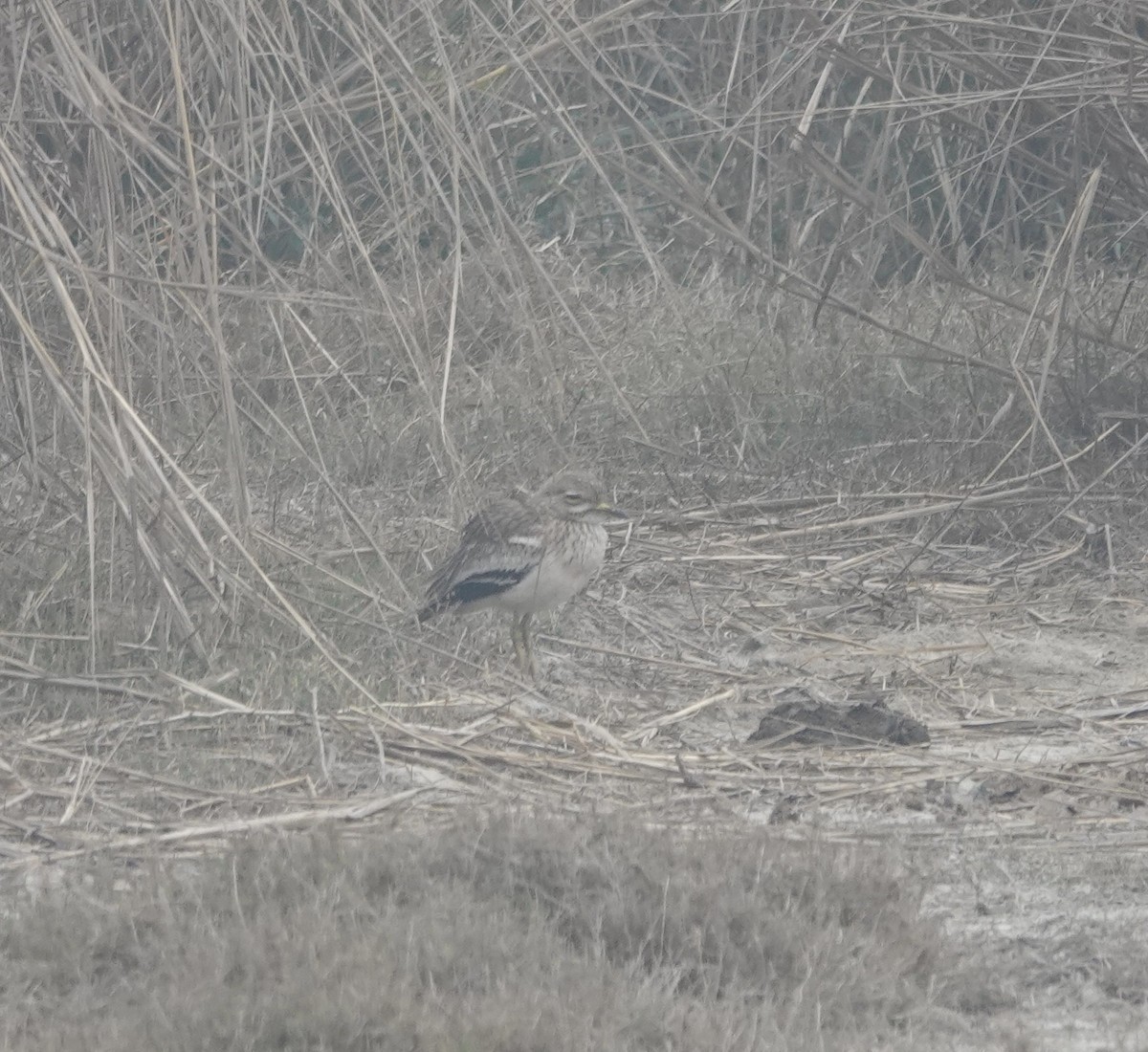 Indian Thick-knee - ML614138328