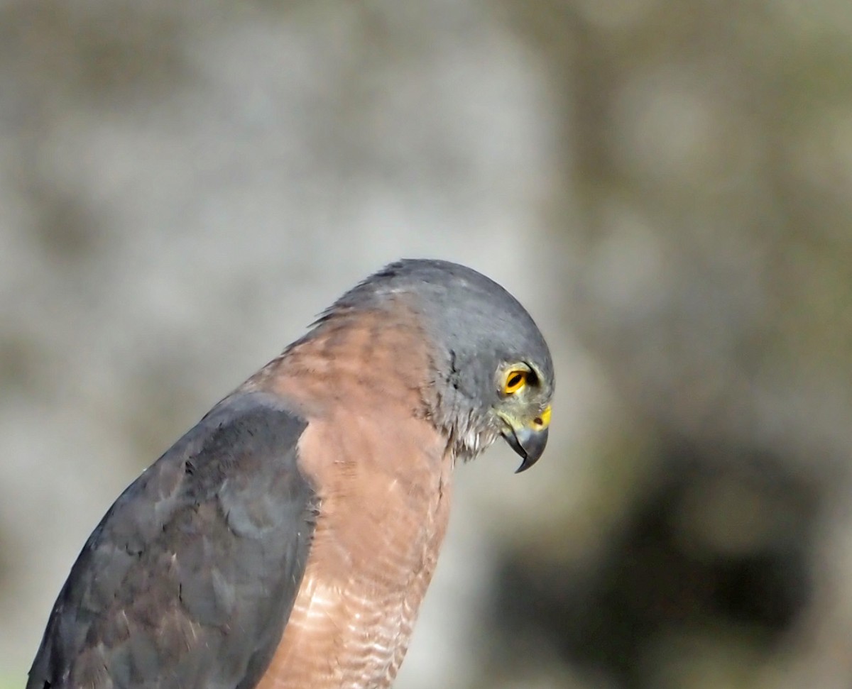 Brown Goshawk - ML614138340