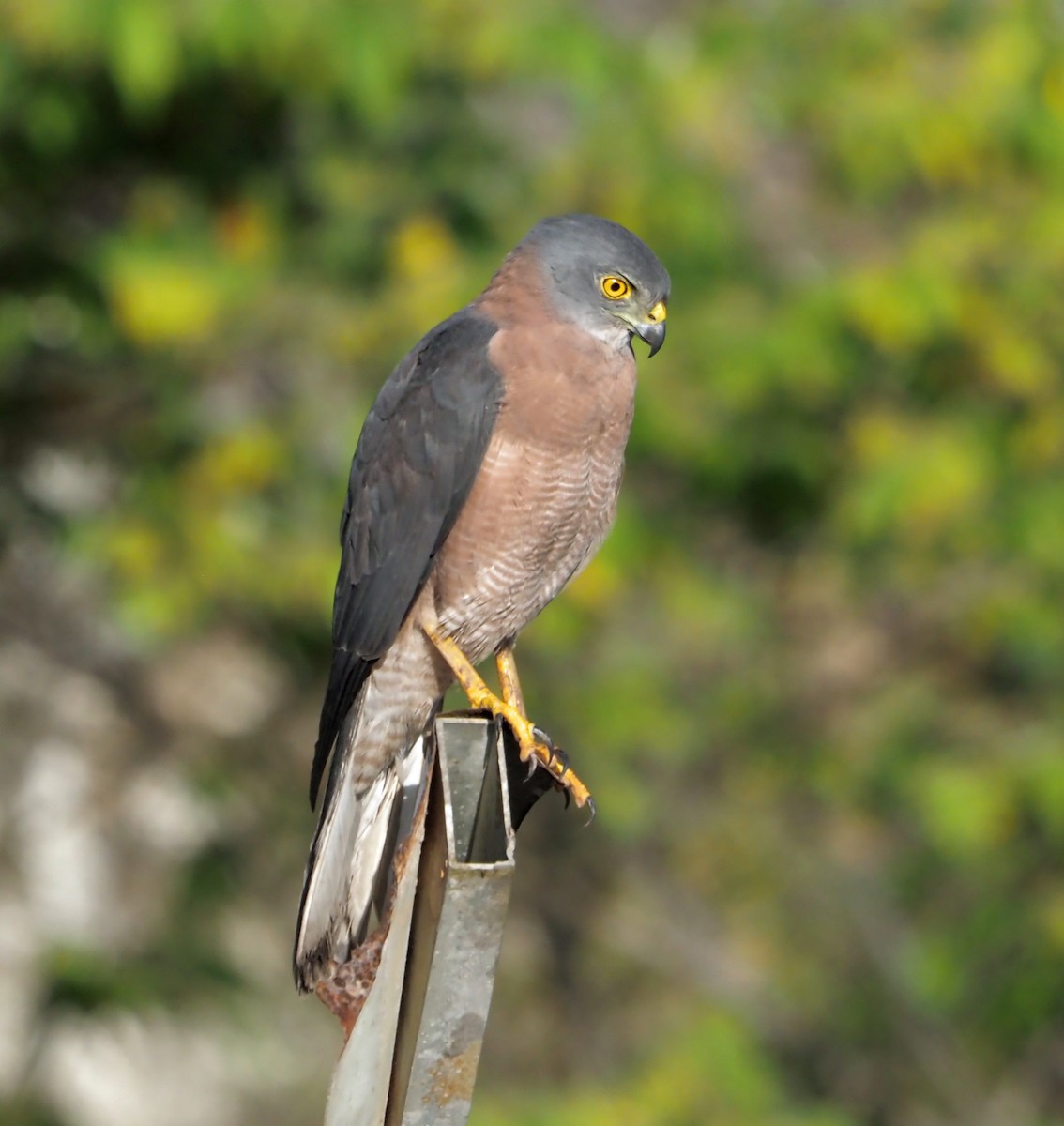 Brown Goshawk - ML614138342