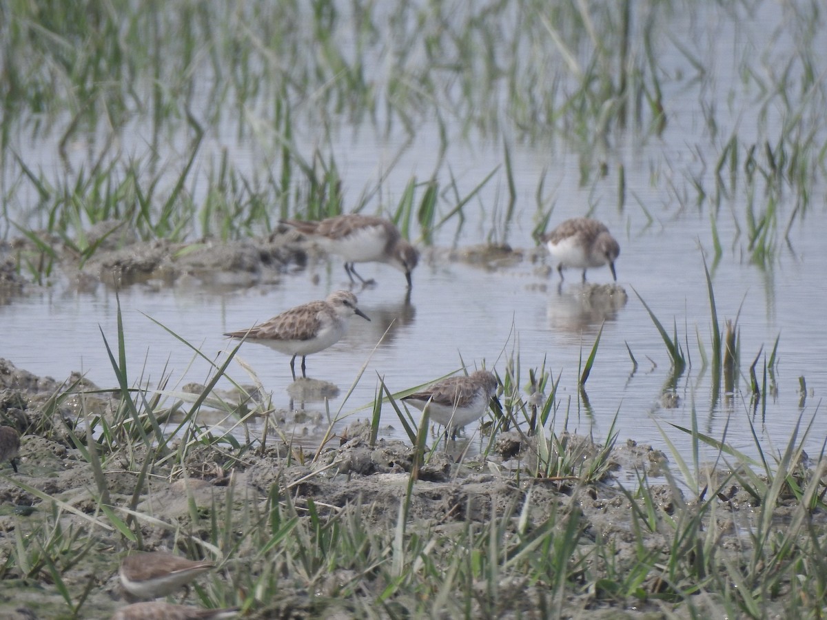 Little Stint - ML614138362