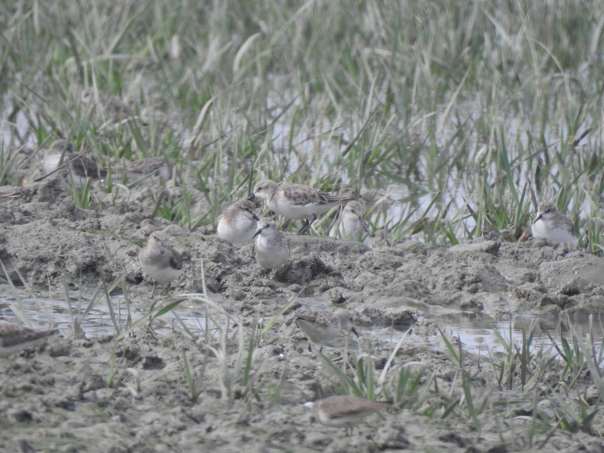 Little Stint - ML614138363