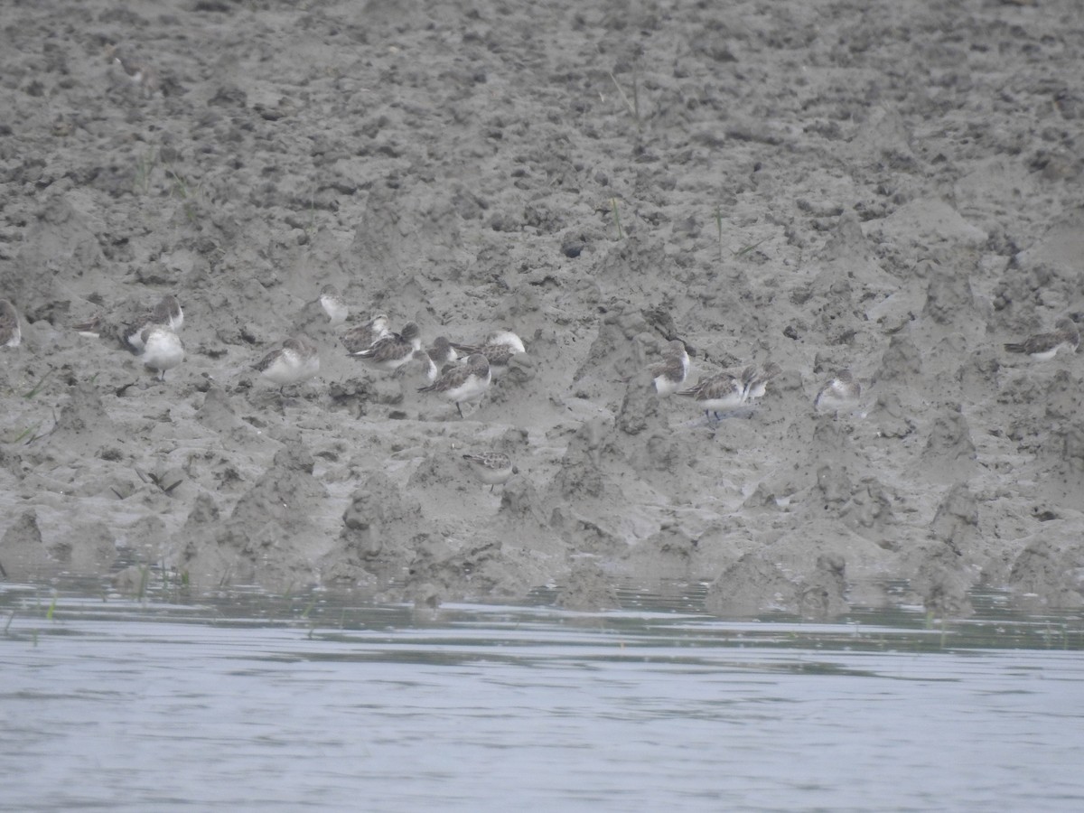 Little Stint - ML614138366