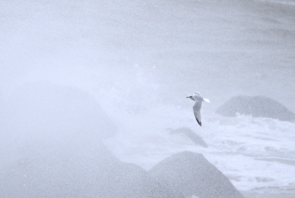 Gaviota Cabecinegra - ML614138435