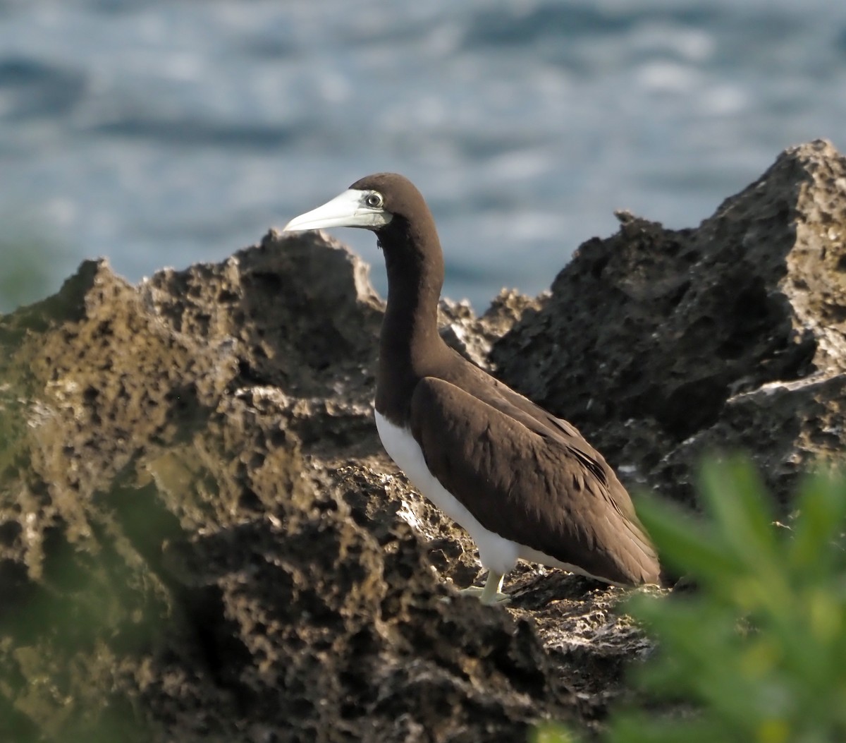 Brown Booby - ML614138516