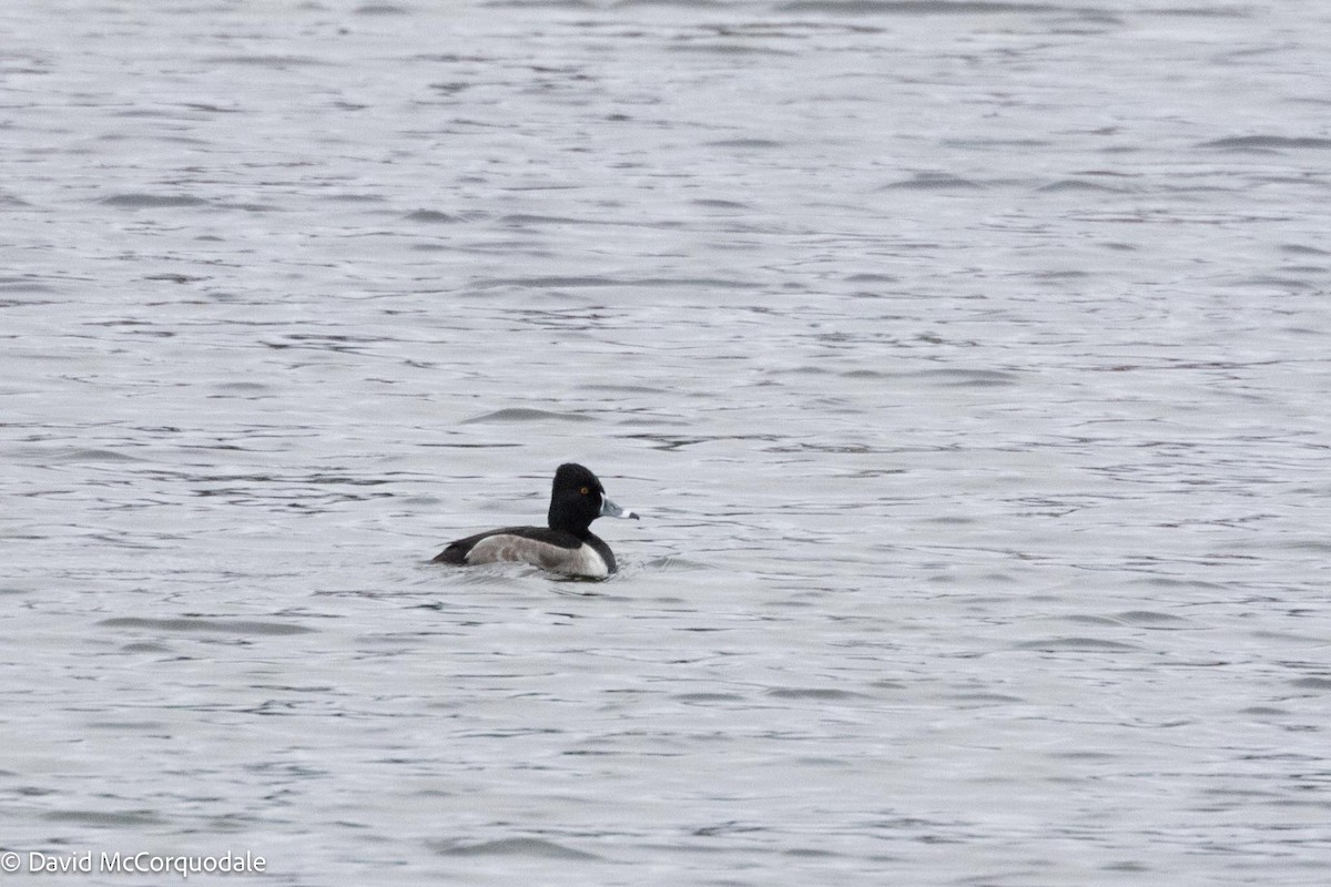 Ring-necked Duck - David McCorquodale