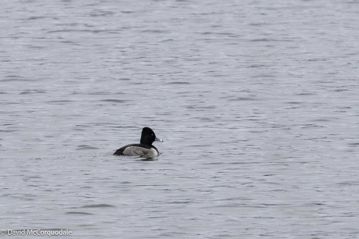 Ring-necked Duck - David McCorquodale