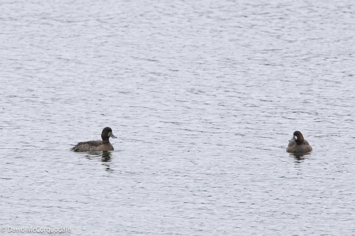 Greater Scaup - ML614138576