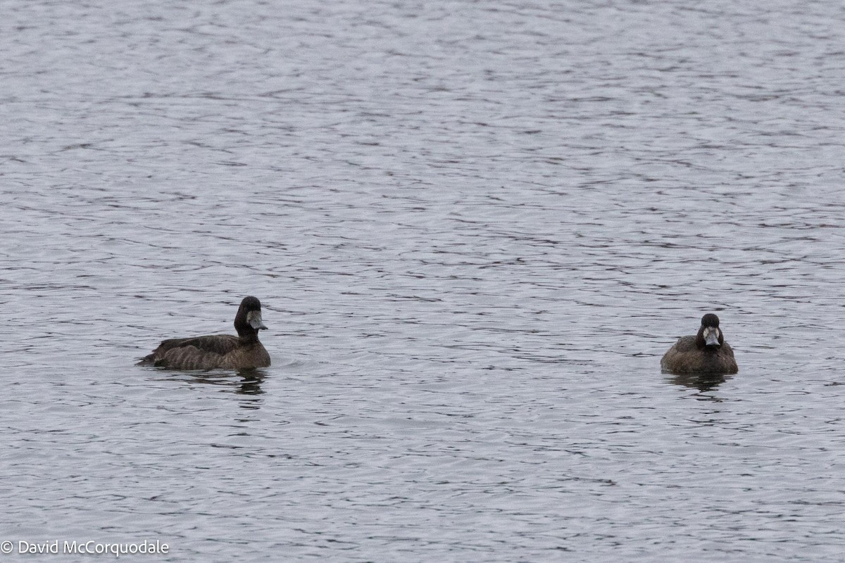 Greater Scaup - ML614138577