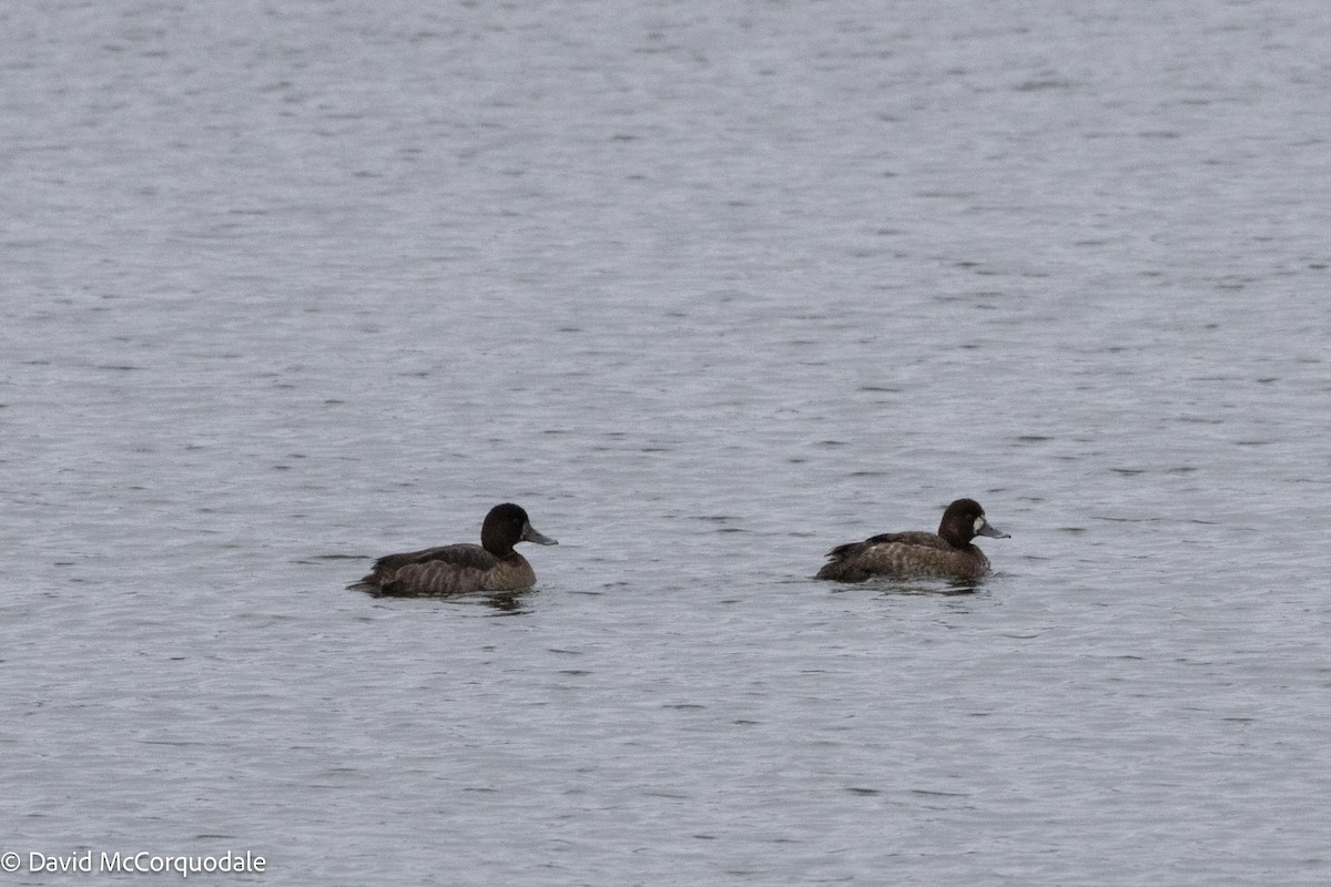 Greater Scaup - ML614138578