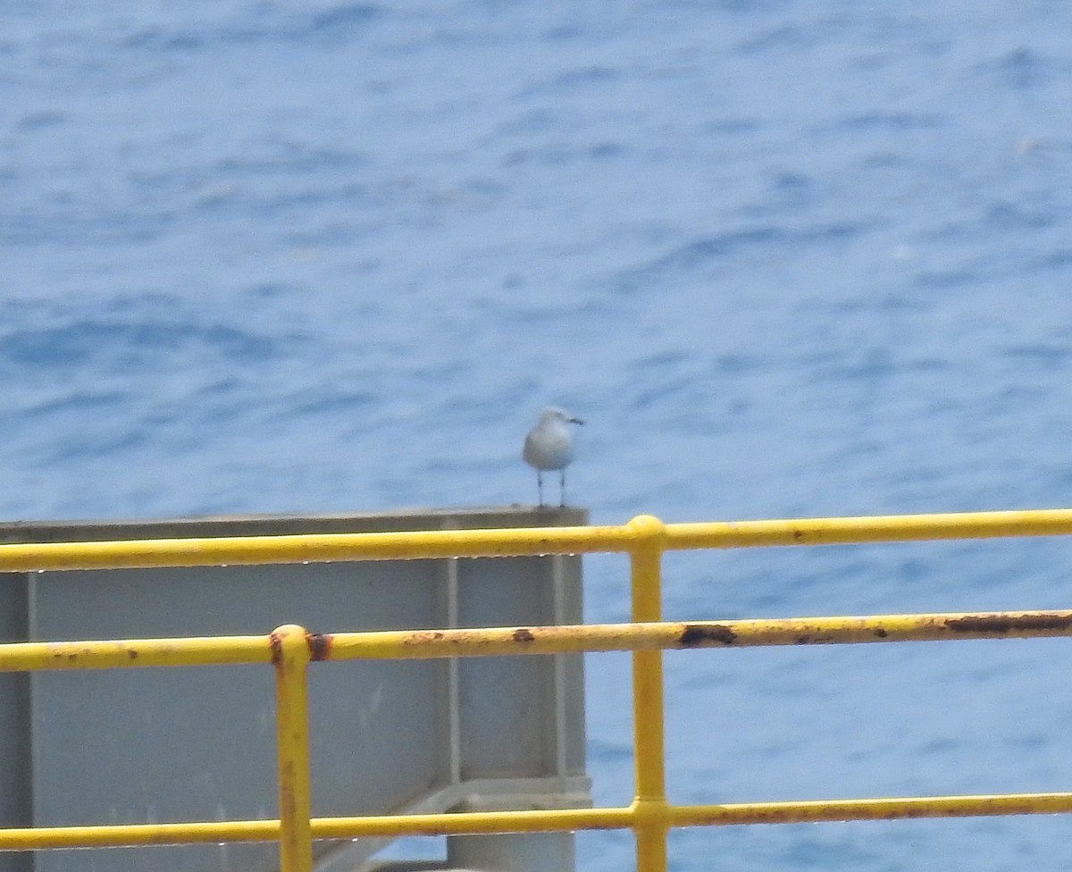 Silver Gull - ML614138672