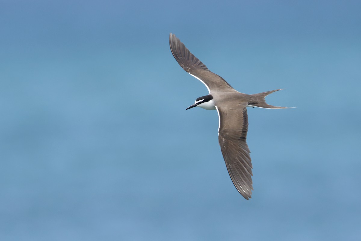 Bridled Tern - Adrian van der Stel