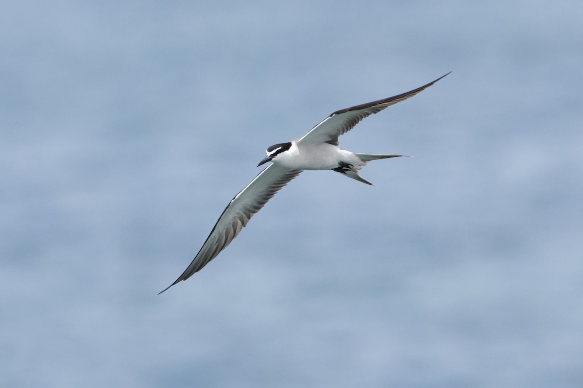 Bridled Tern - ML614138725