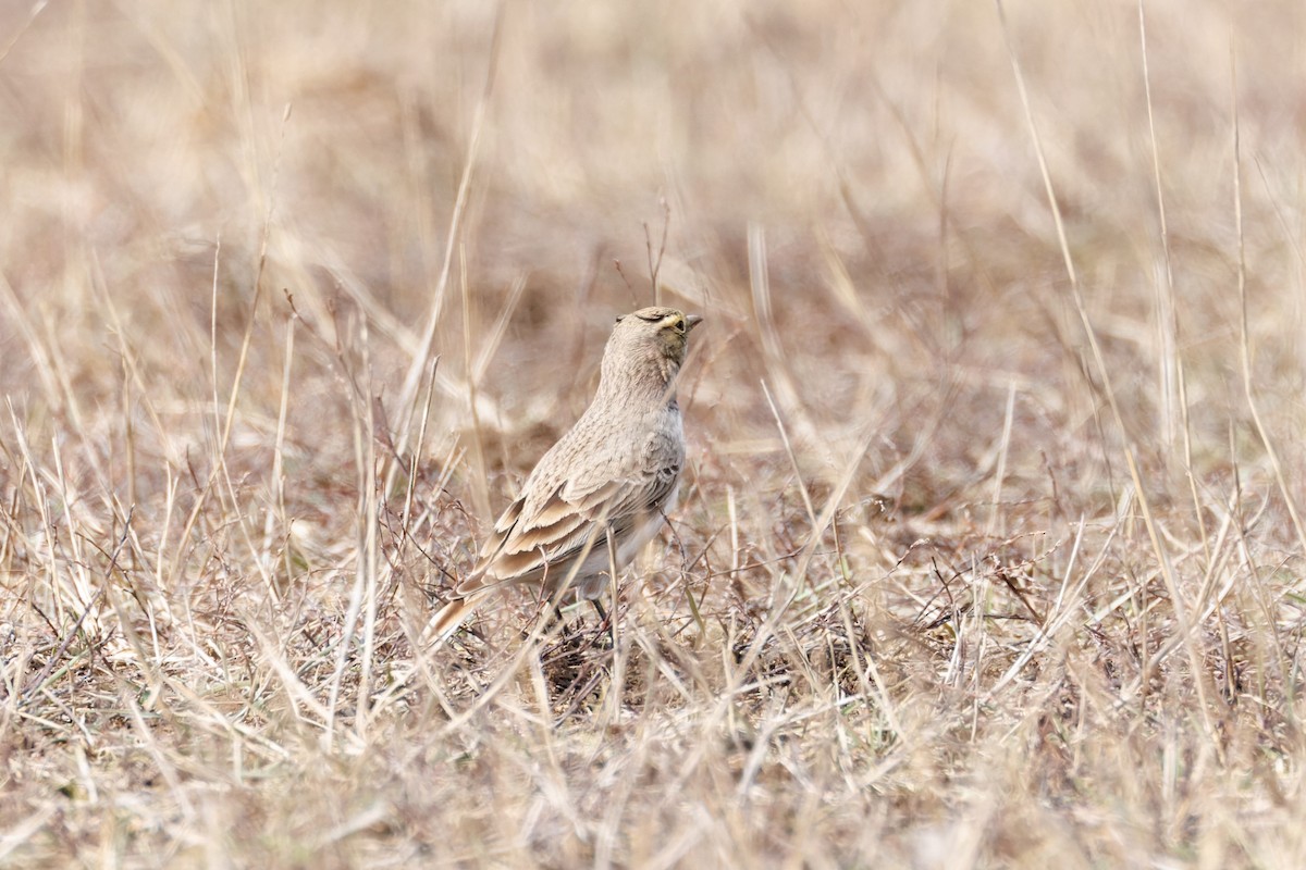 Horned Lark - Egor F