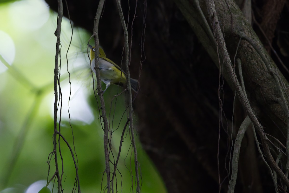 Ashy-bellied White-eye - ML614138808