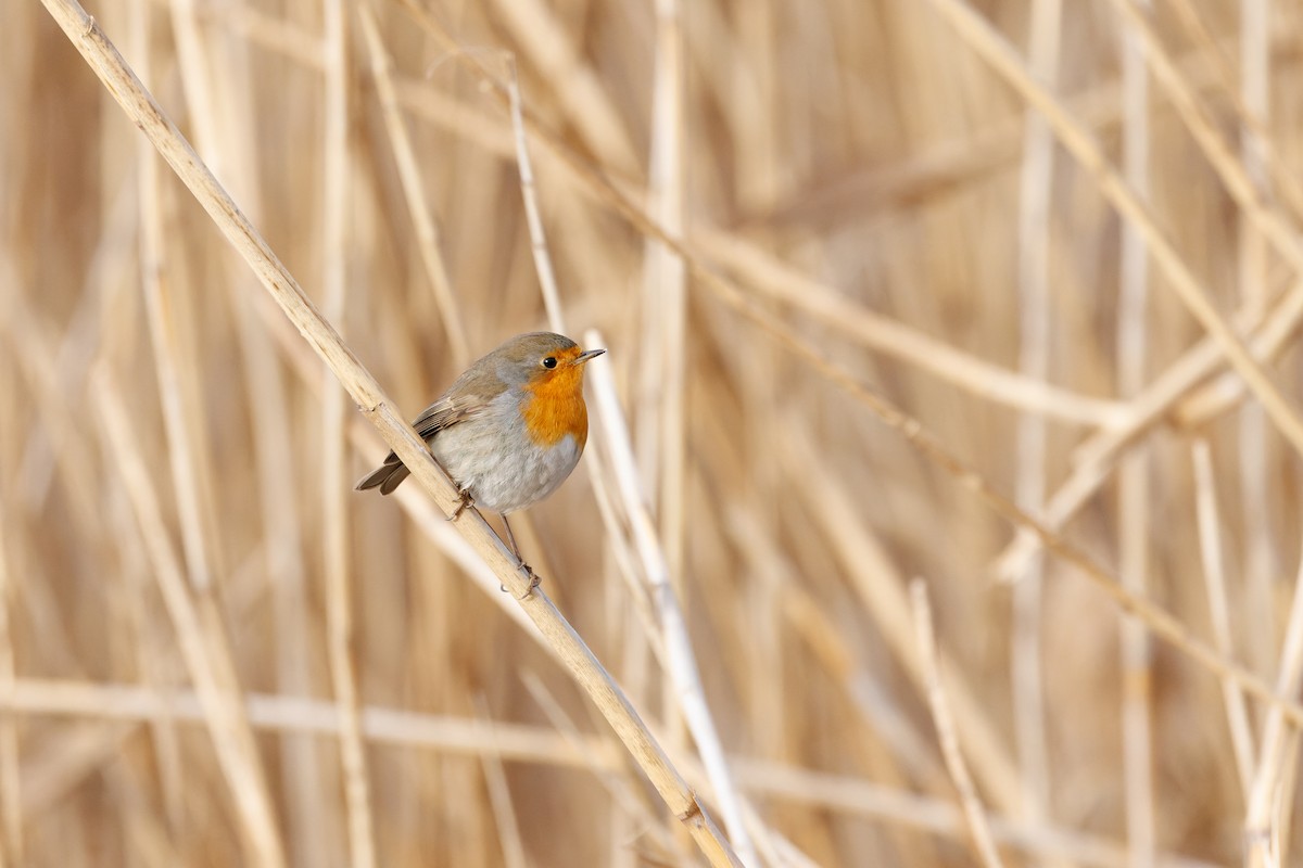 European Robin - ML614138822