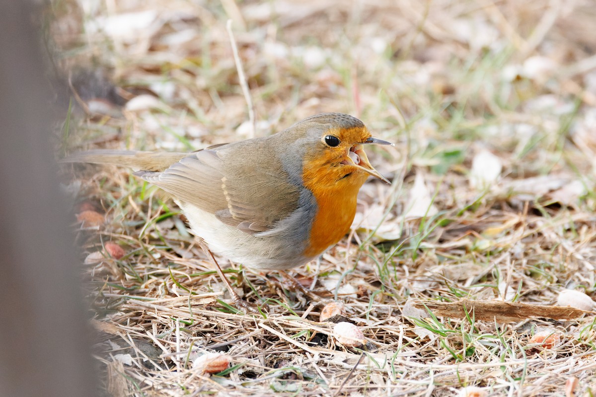 European Robin - ML614138825