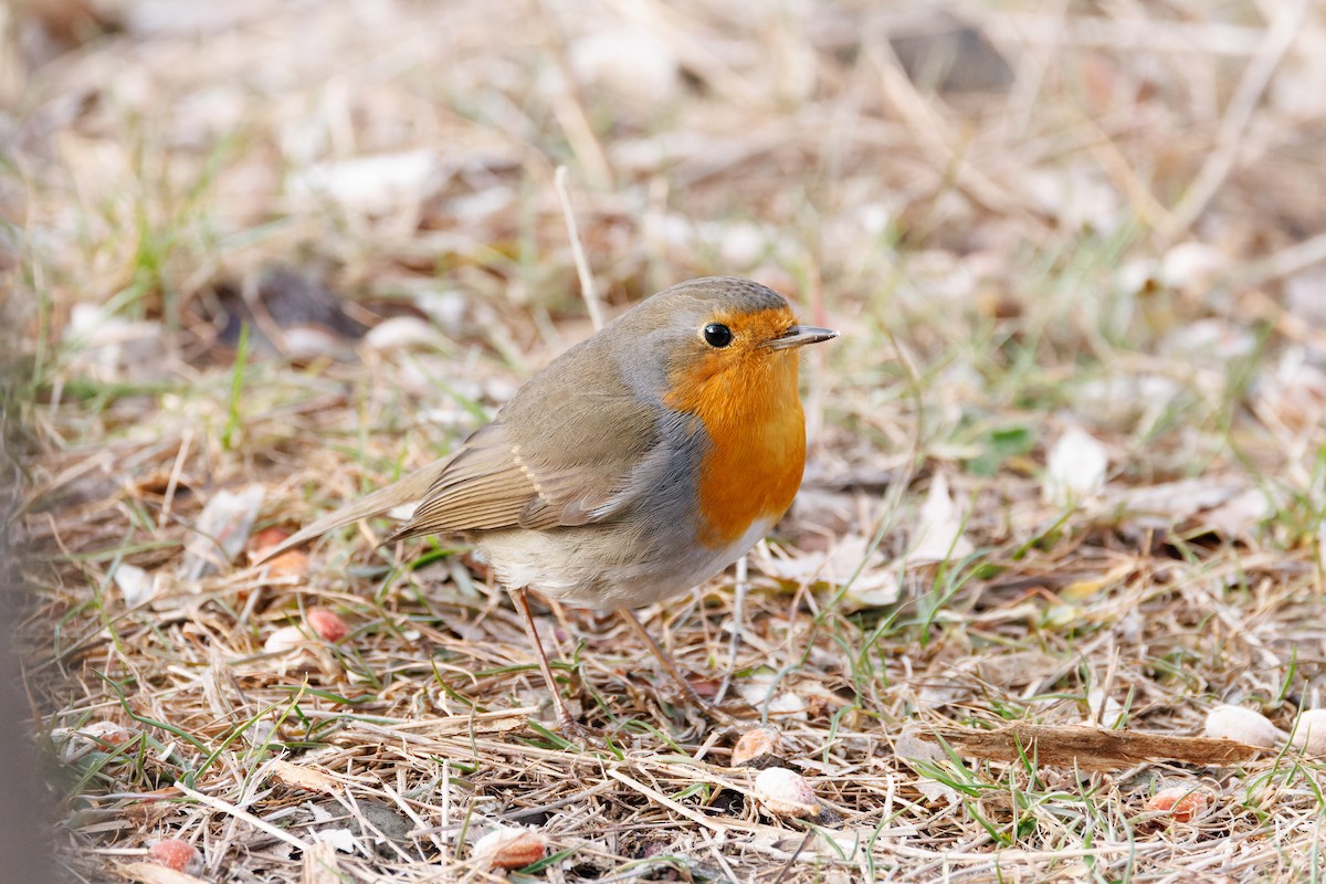 European Robin - ML614138826