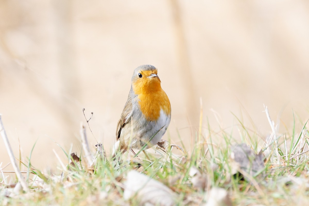 European Robin - ML614138832