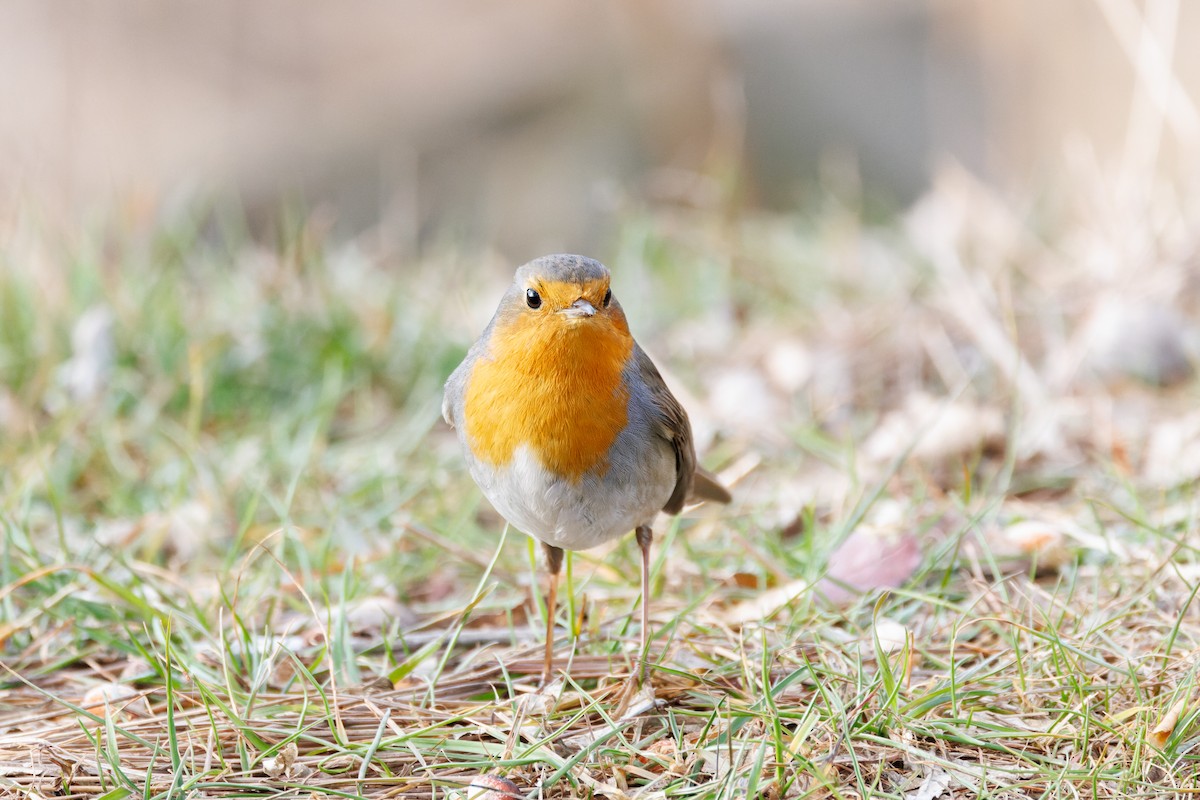 European Robin - ML614138834