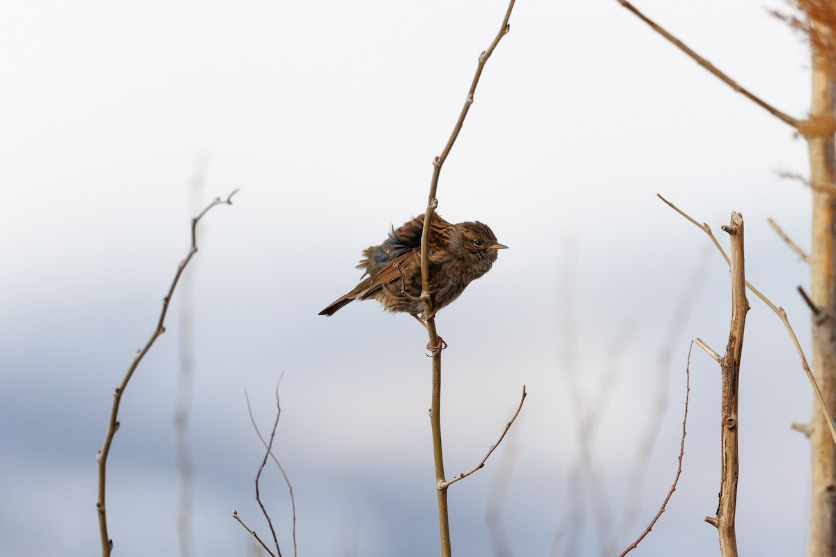 Dunnock - Egor F