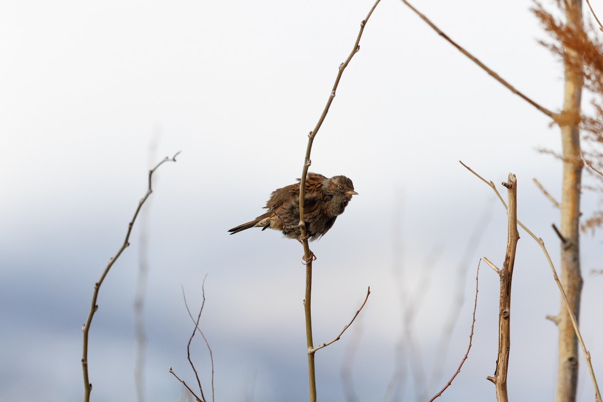 Dunnock - Egor F