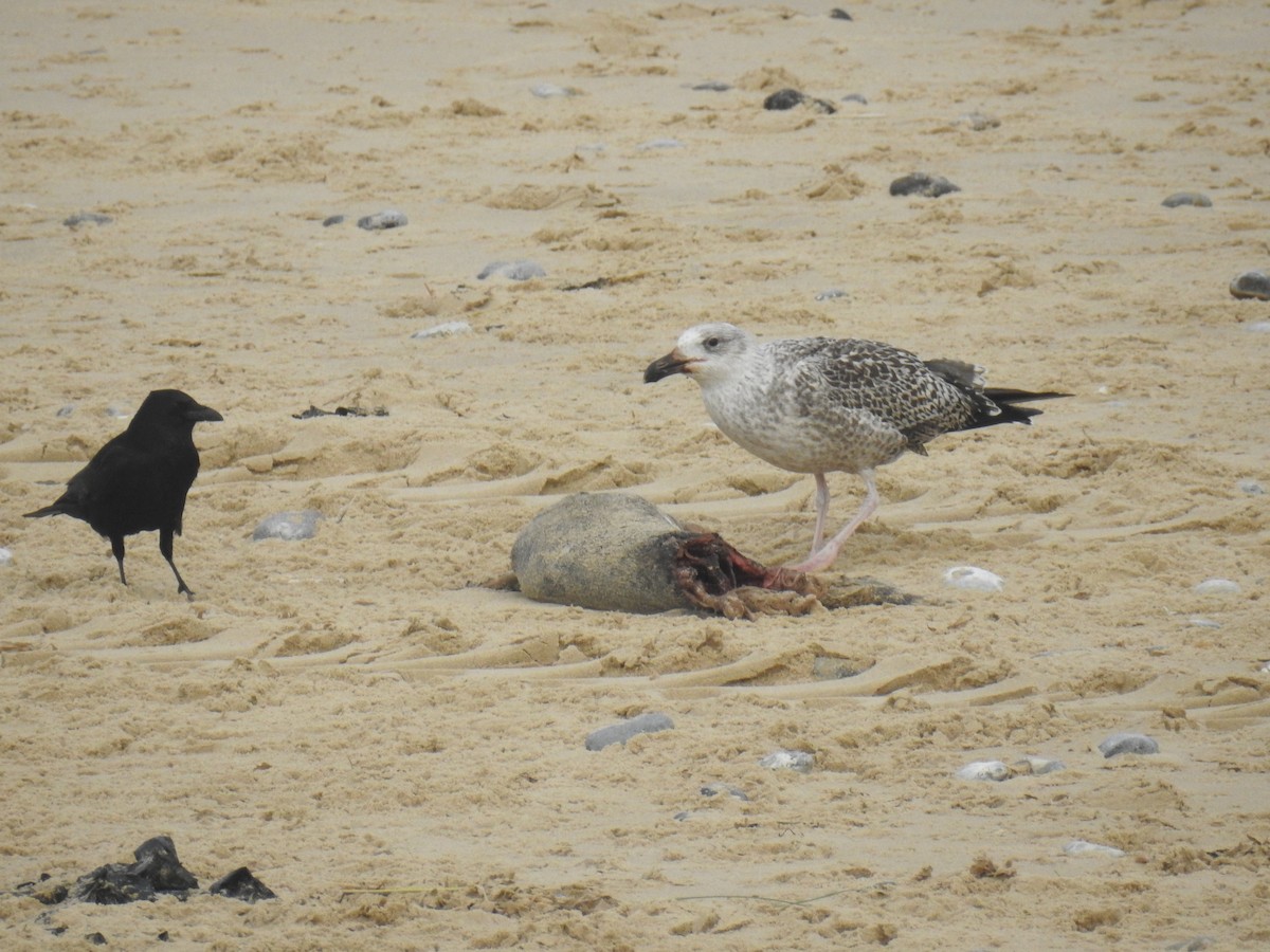 Great Black-backed Gull - Ryan Irvine