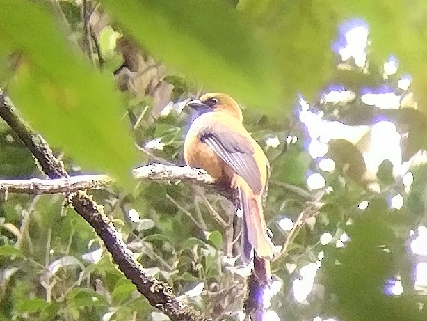 Whitehead's Trogon - ML614138867