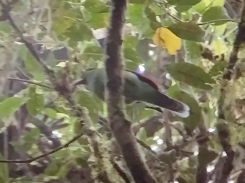 Bornean Green-Magpie - Lars Mannzen