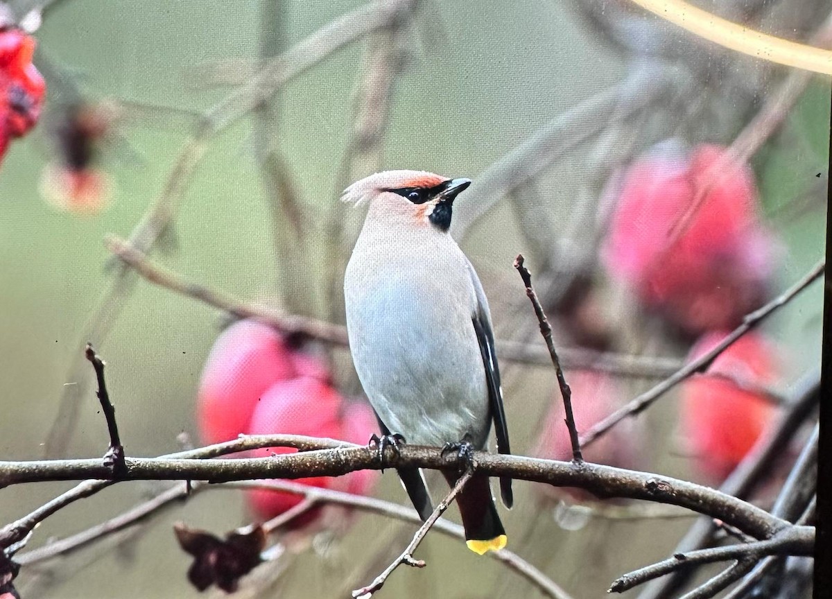 Bohemian Waxwing - ML614138870
