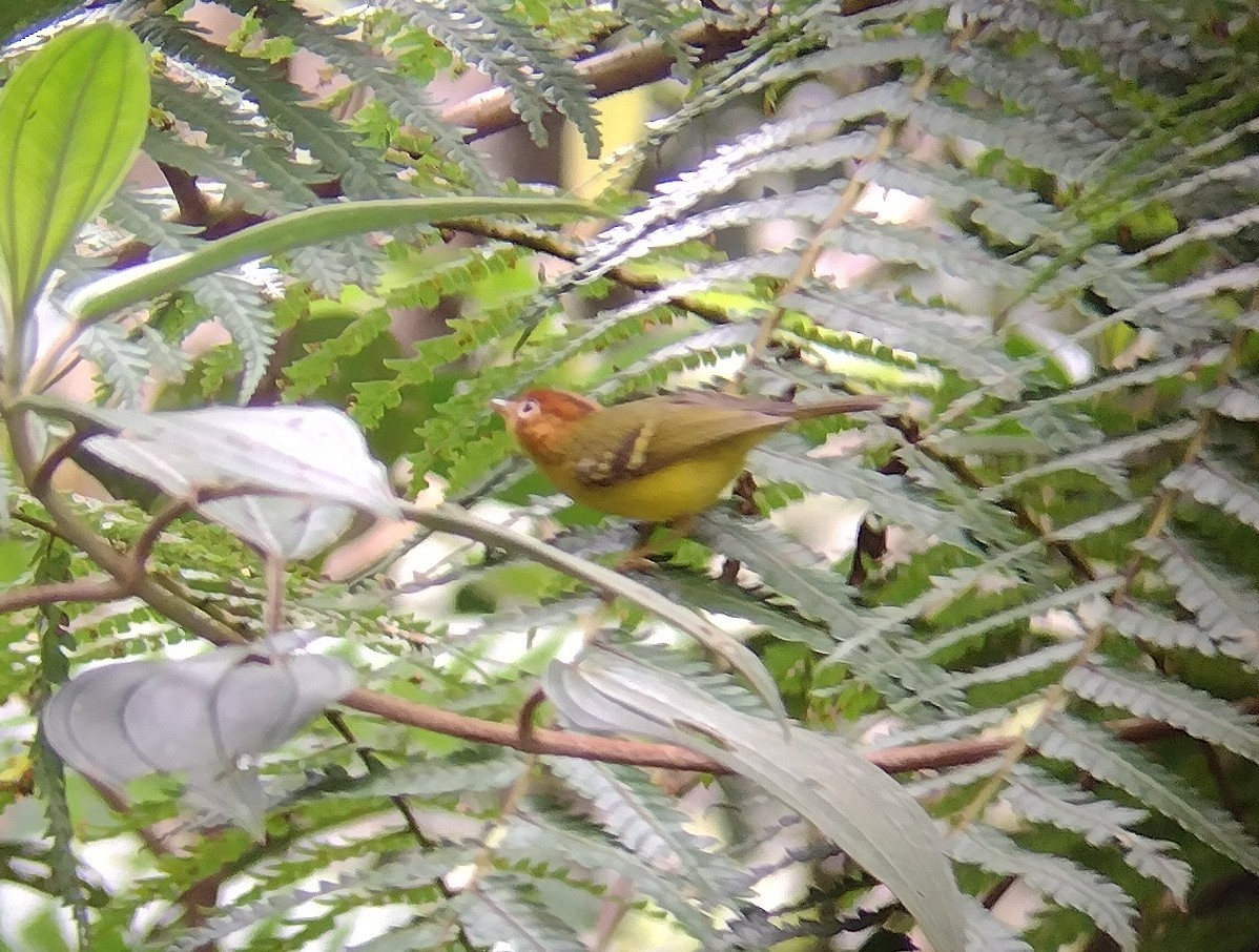 Yellow-breasted Warbler - ML614138872