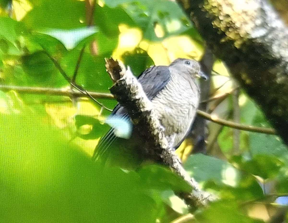 Barred Cuckoo-Dove - ML614138924