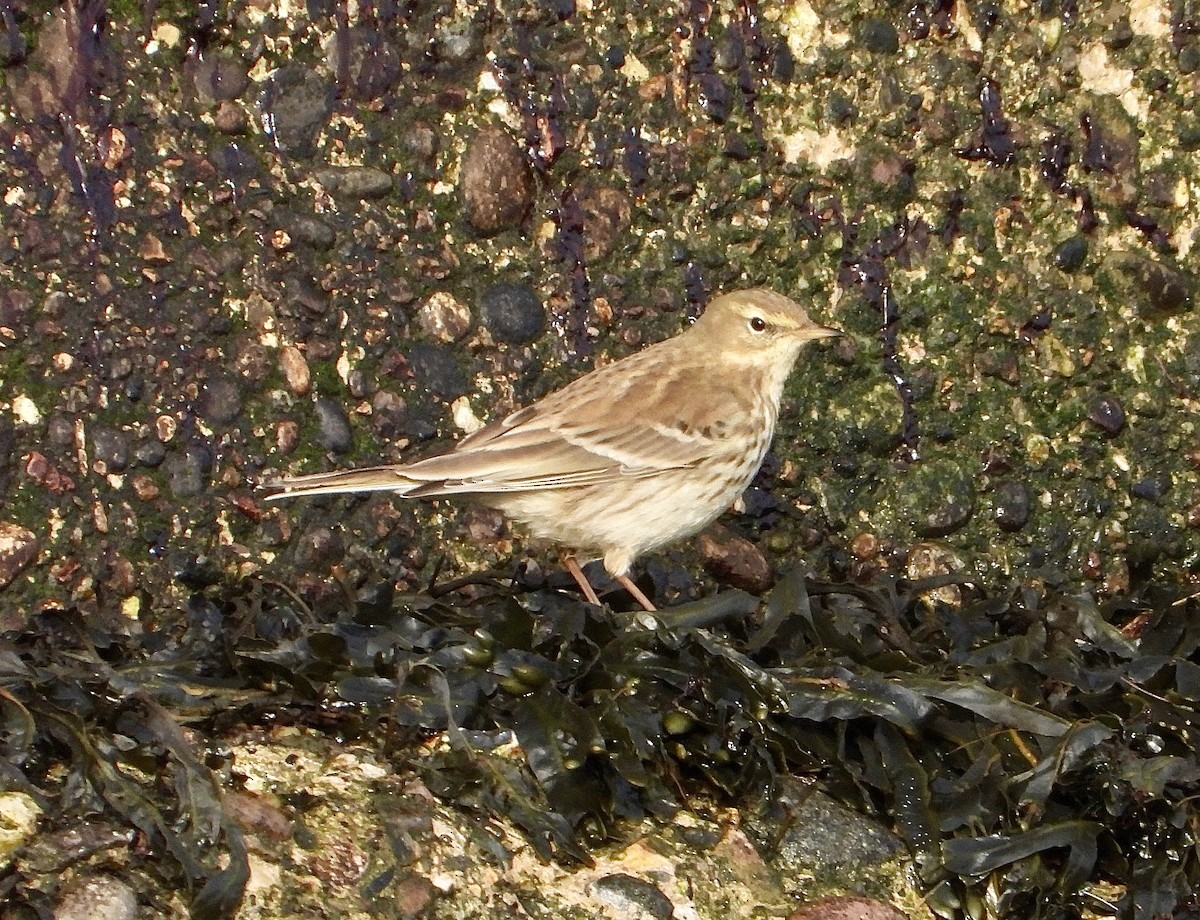 Water Pipit - Andrew Wappat