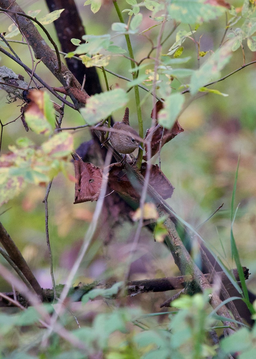 Troglodyte des forêts - ML614138972