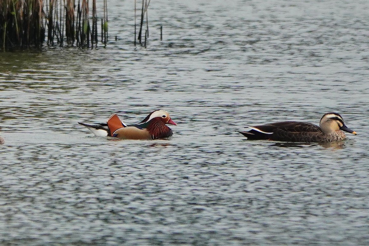 Mandarin Duck - ML614138974