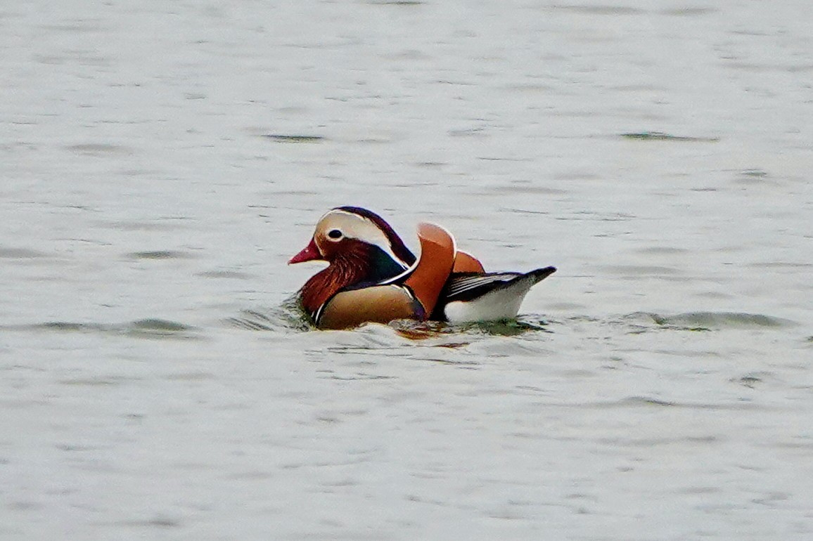 Mandarin Duck - ML614138991