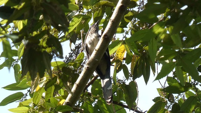 Levaillant's Cuckoo - ML614139070