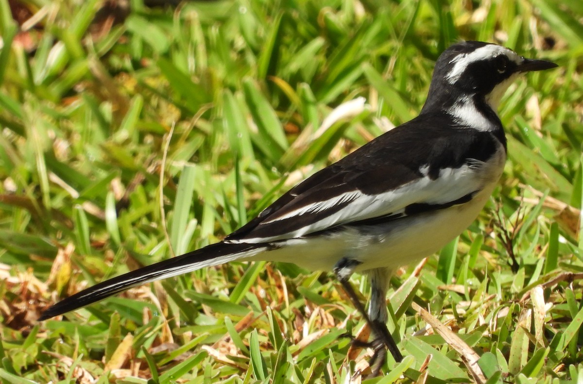 African Pied Wagtail - ML614139079