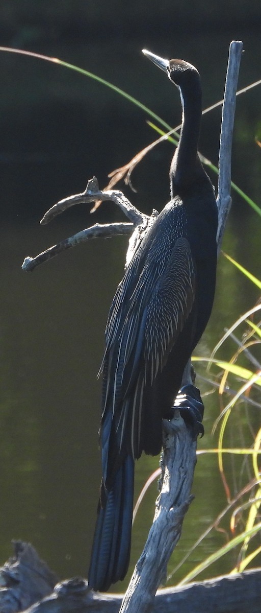 African Darter - ML614139082