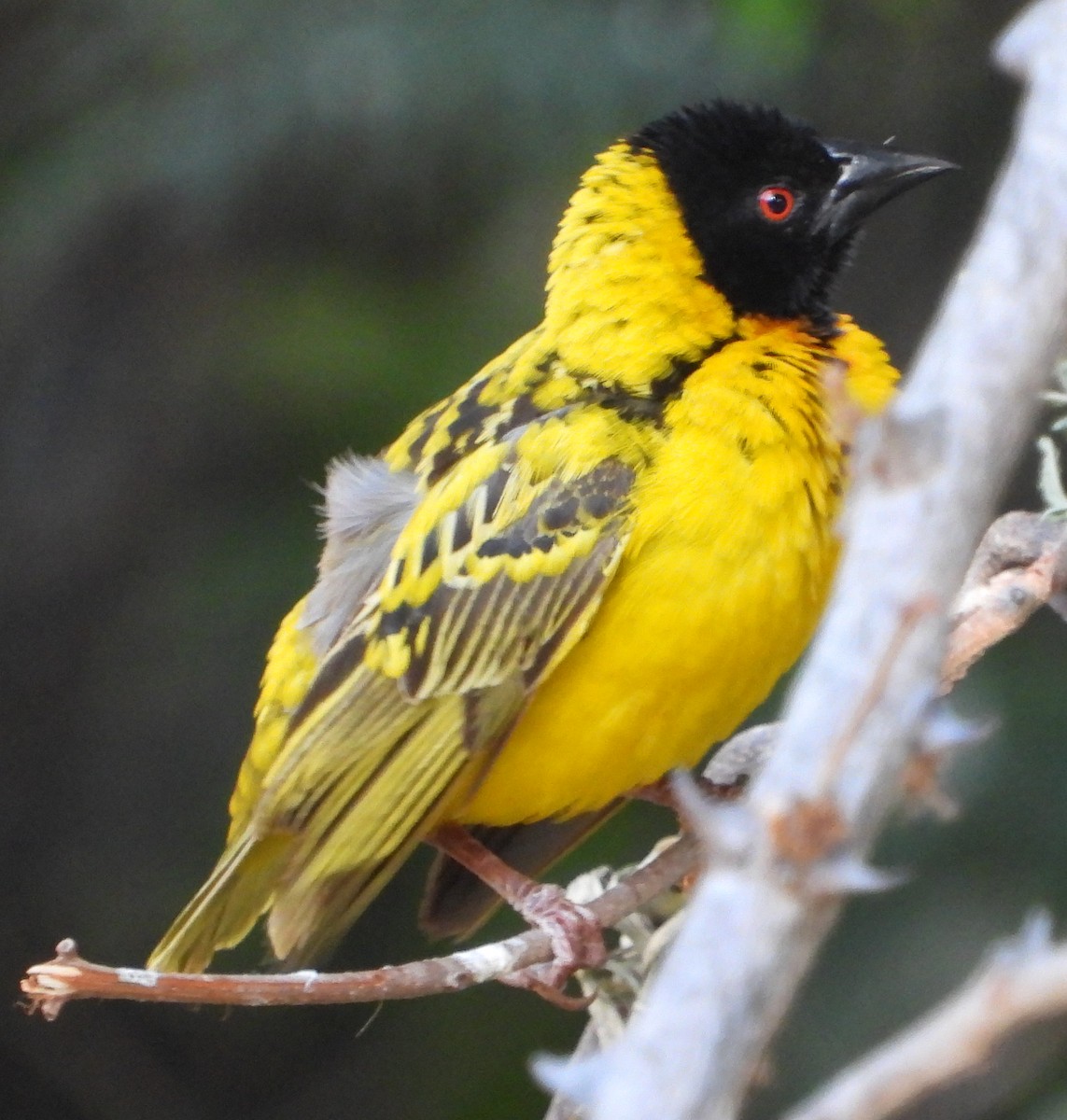 Village Weaver - ML614139087