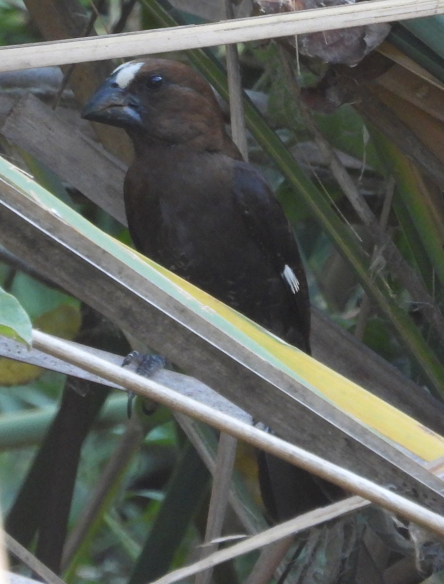 Grosbeak Weaver - ML614139093