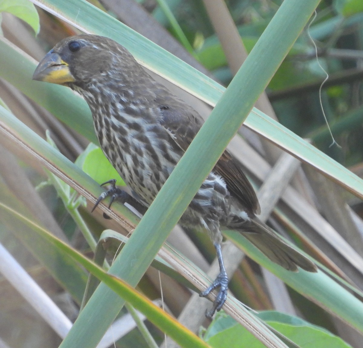 Grosbeak Weaver - Timothy Whitehead