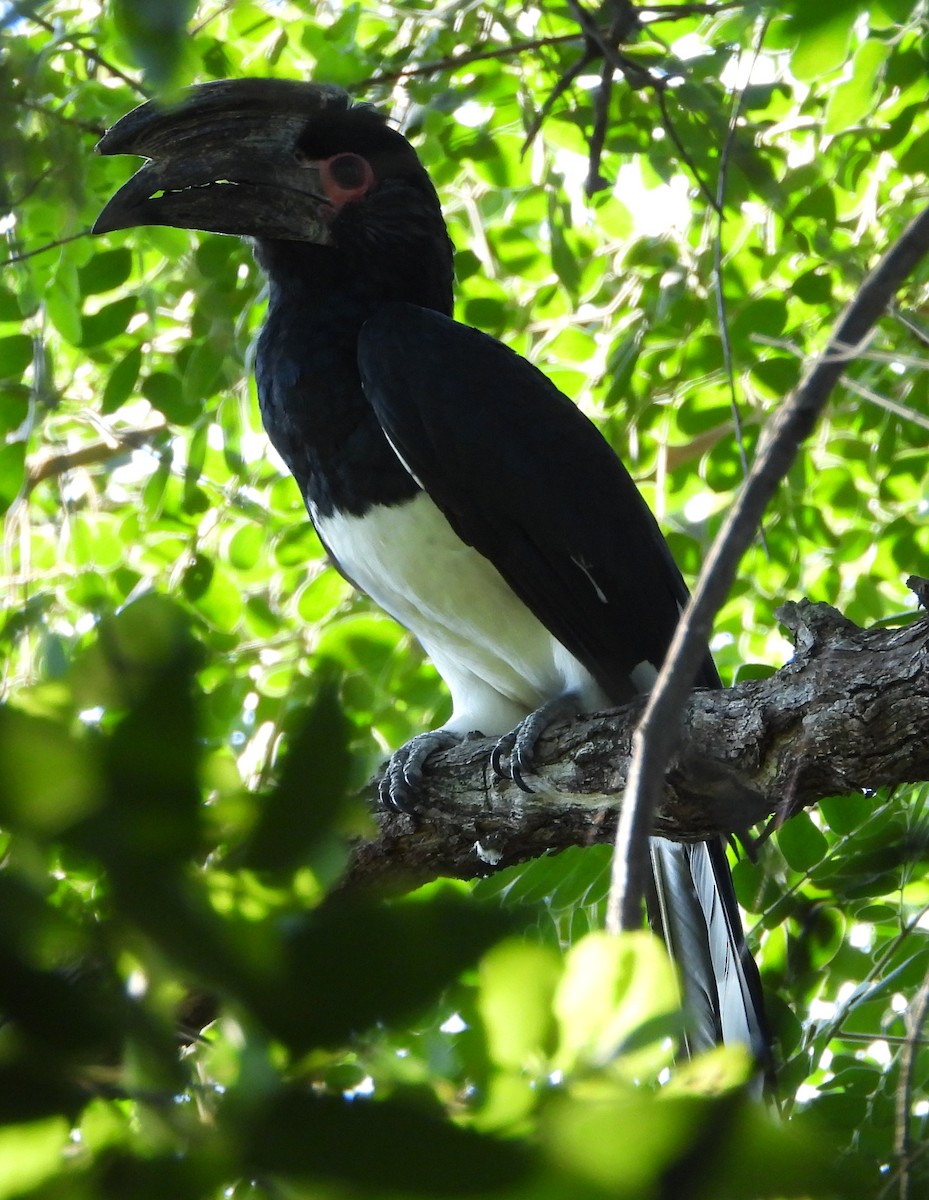 Trumpeter Hornbill - ML614139096