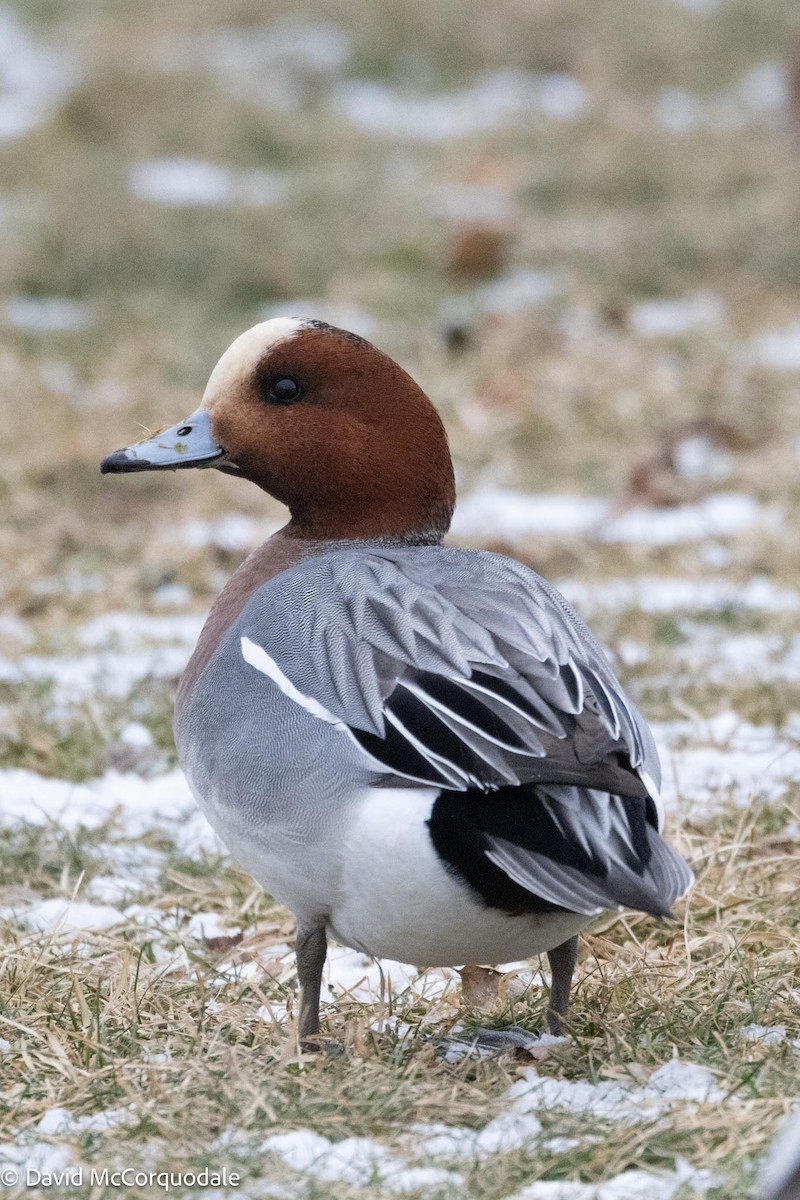 Eurasian Wigeon - David McCorquodale