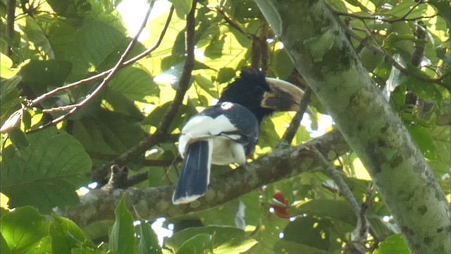 Black-and-white-casqued Hornbill - ML614139107