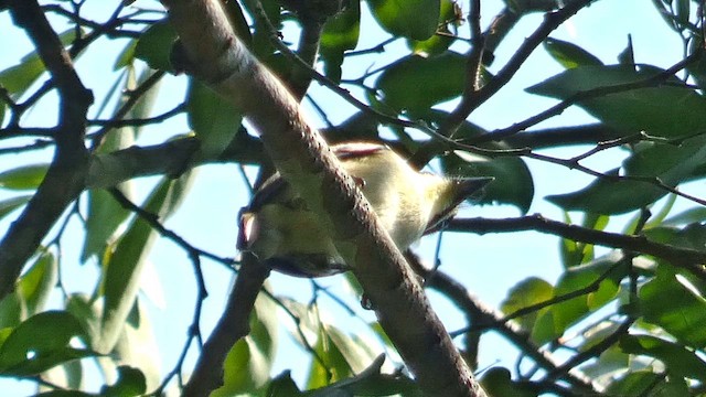 Yellow-throated Tinkerbird - ML614139119