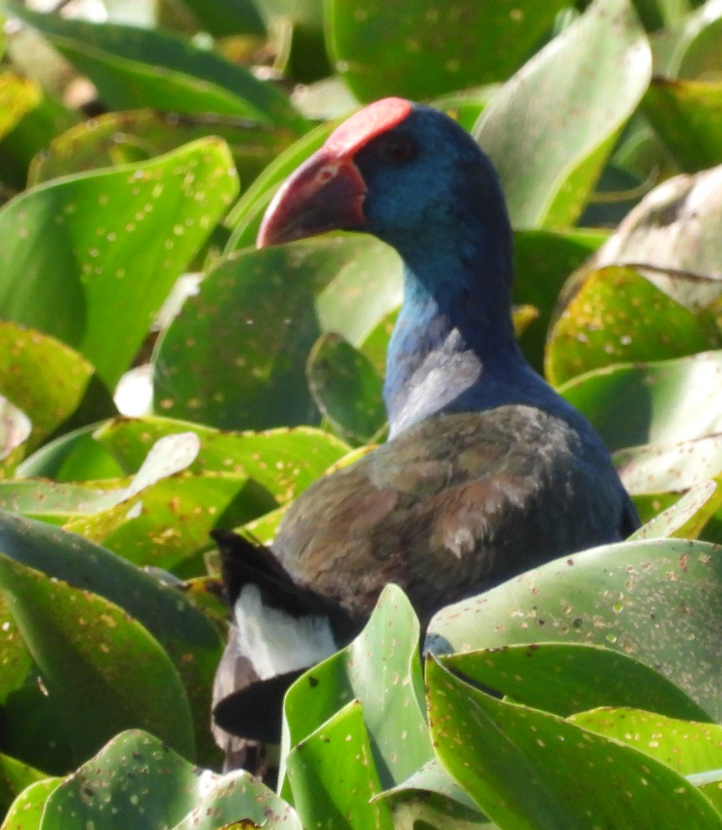 African Swamphen - Timothy Whitehead
