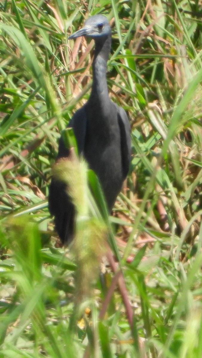 Black Heron - ML614139170