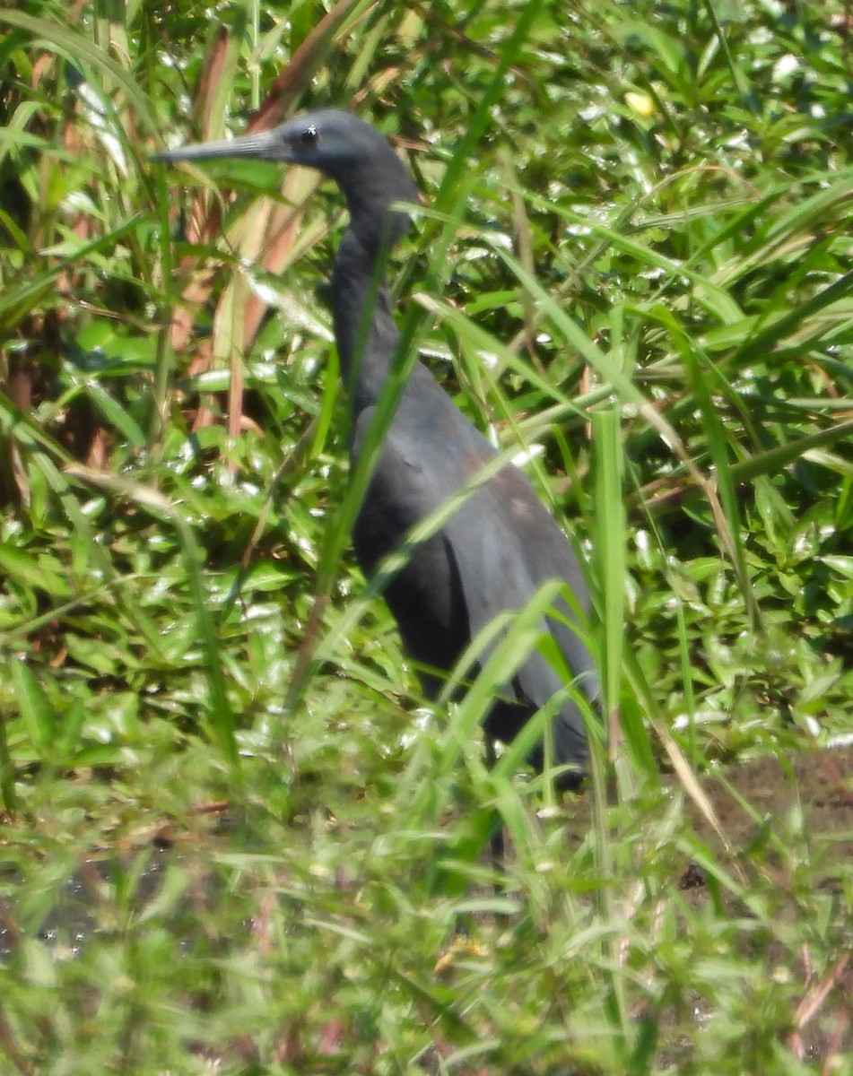 Black Heron - Timothy Whitehead