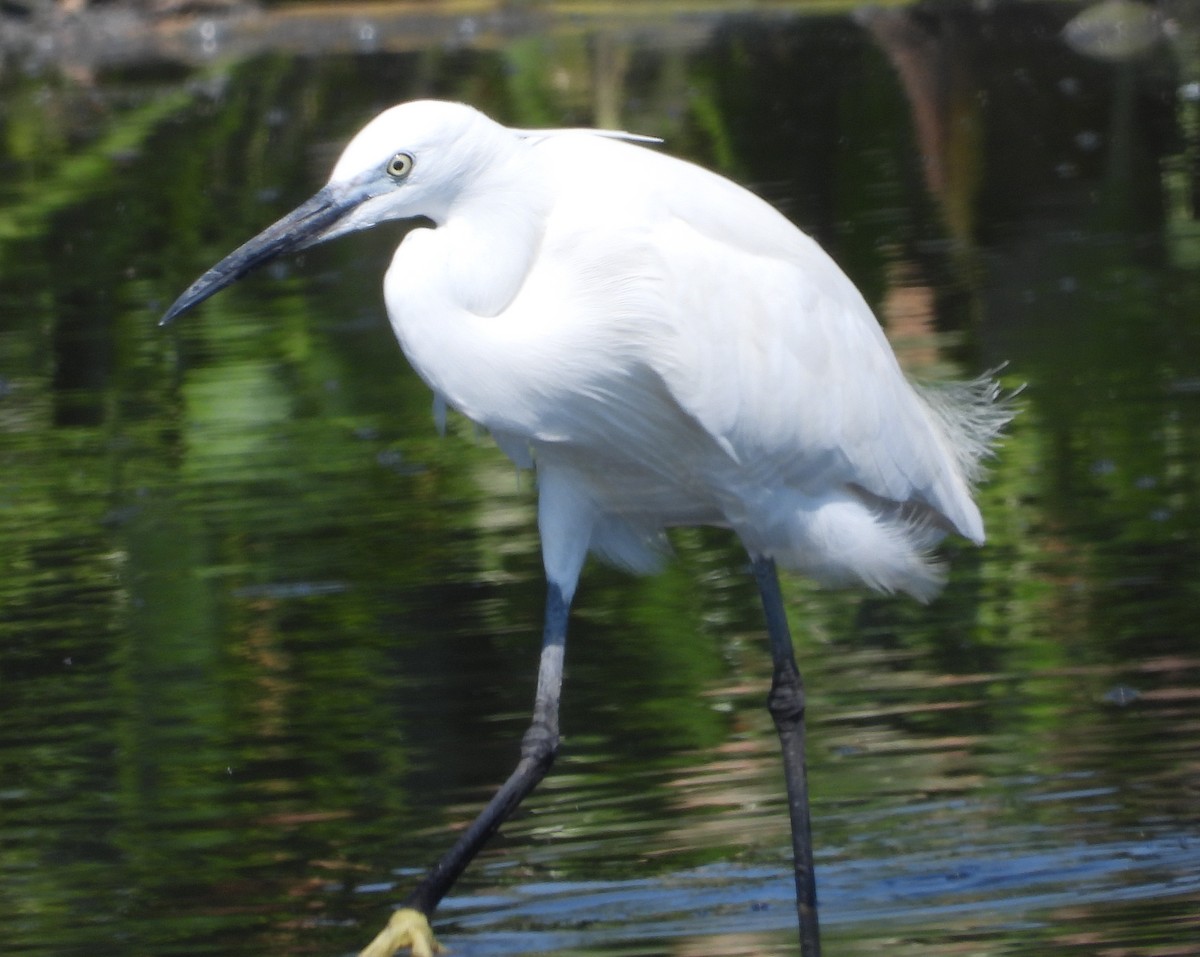 Little Egret (Western) - Timothy Whitehead